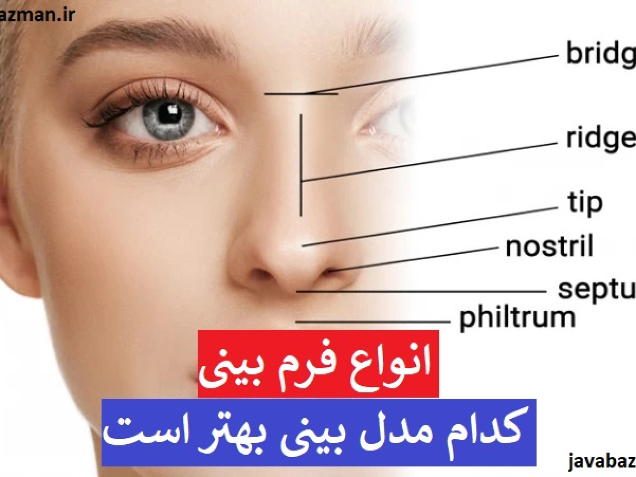 انواع بینی + انواع فرم بینی + کدام مدل بینی بهتر است + انواع بینی گوشتی