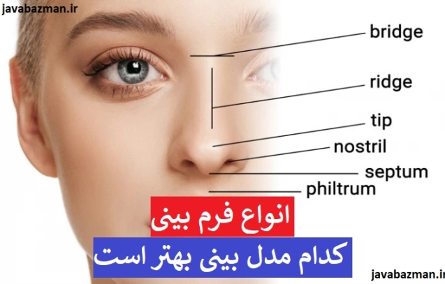 انواع بینی + انواع فرم بینی + کدام مدل بینی بهتر است + انواع بینی گوشتی