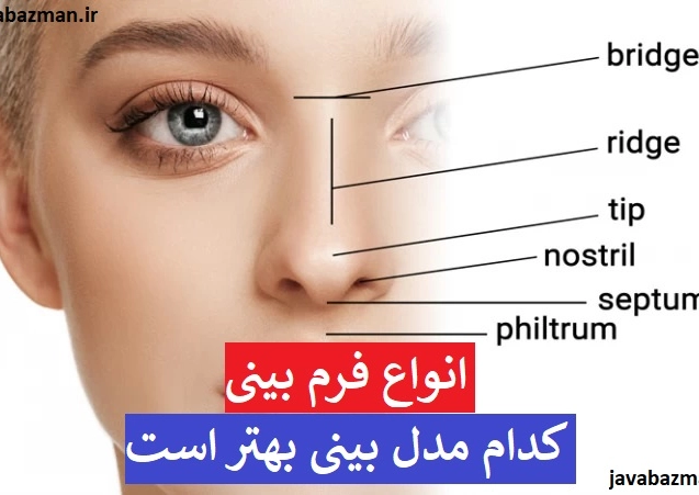 انواع بینی + انواع فرم بینی + کدام مدل بینی بهتر است + انواع بینی گوشتی