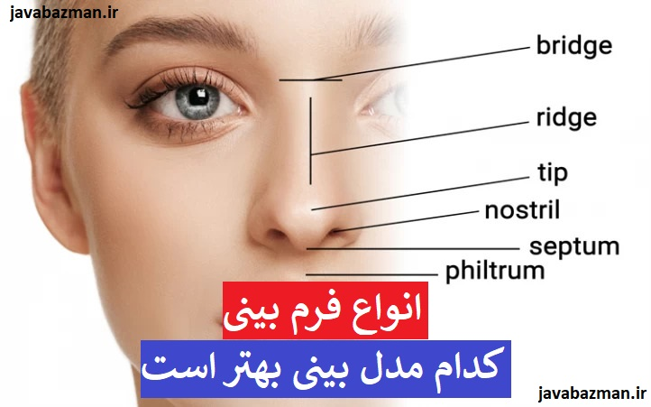 انواع بینی + انواع فرم بینی + کدام مدل بینی بهتر است + انواع بینی گوشتی
